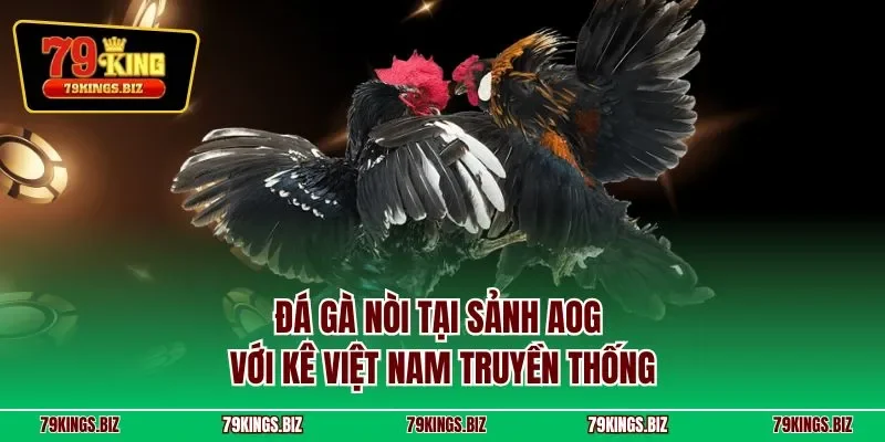 Đá gà nòi tại sảnh AOG với kê Việt Nam truyền thống
