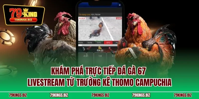 Khám phá trực tiếp đá gà 67 – Livestream từ trường kê Thomo Campuchia
